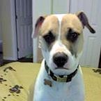bailey_cropped Bailey