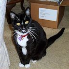 bootsie_cat_resized