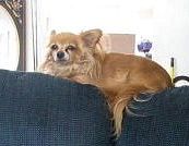 peanut Life Cycle Pet Cremation Testimonial