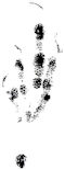 100_balzer-reilly_baby_right_foot