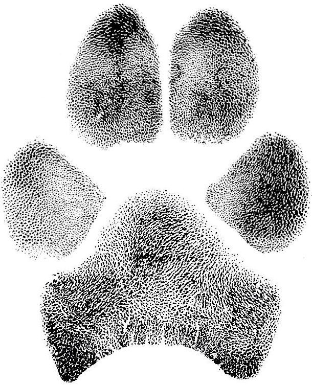 for_chip_display_chip_mason_combo_paw