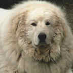 berti_charlie_144