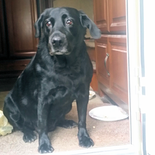 Kaydee Dog