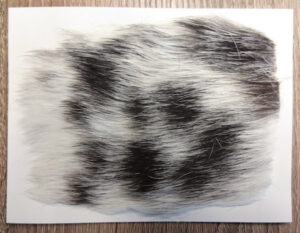 New Fur Clipping